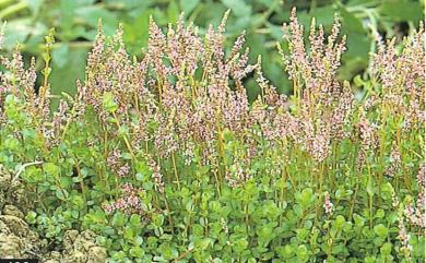 Rotala rotundifolia 水豬母乳