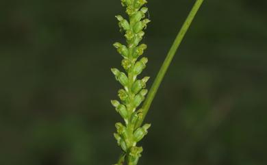 Microtis unifolia 韭葉蘭