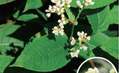 Persicaria chinensis (L.) H. Gross 火炭母草