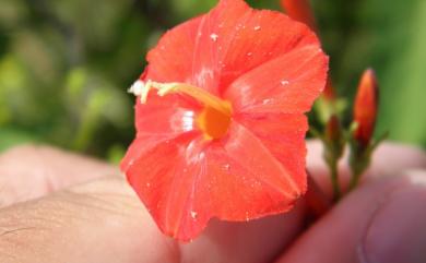 Ipomoea hederifolia L. 心葉蔦蘿