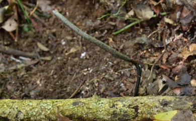 Xylaria nigripes 黑柄炭角菌