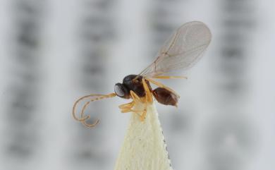 Plagiotrochus tarokoensis Tang&Melika, 2016