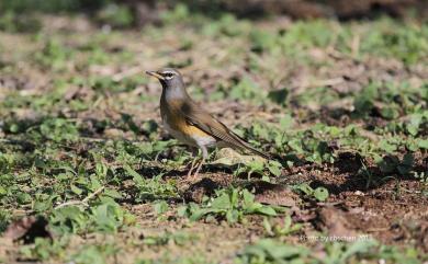 Turdus obscurus J. F. Gmelin, 1789 白眉鶇