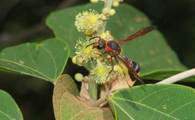 Eumenes labiatus labiatus Giordani, Soika 1941 赭褐凹背蜾蠃