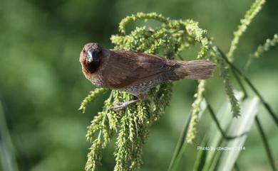 Lonchura punctulata topela (Swinhoe, 1863) 斑文鳥