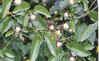 Clematis tashiroi var. tashiroi Maxim. 田代氏鐵線蓮