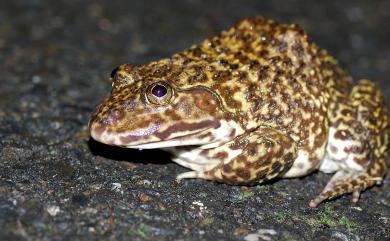 Hoplobatrachus rugulosus (Wiegmann, 1834) 虎皮蛙