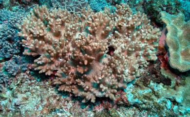 Sinularia variabilis Tixier-Durivault, 1945 變異指形軟珊瑚