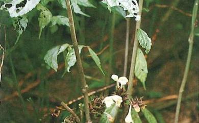 Gomphostemma callicarpoides 臺灣錐花