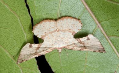 Corymica deducta (Walker, 1866) 褐帶圓窗尺蛾