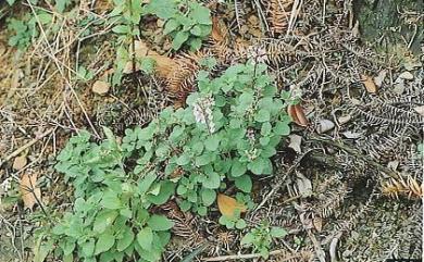 Scutellaria indica L. 印度黃芩