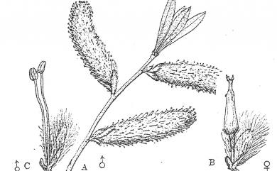 Salix fulvopubescens var. fulvopubescens 褐毛柳