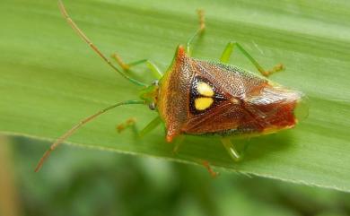 Sastragala esakii Hasegawa, 1959 伊錐同椿象