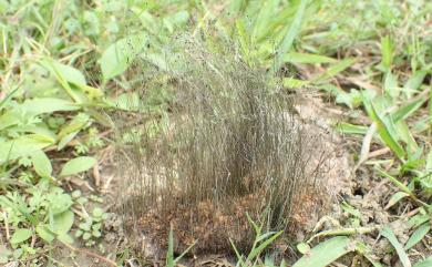 Phycomyces blakesleeanus Burgeff 布氏鬚黴