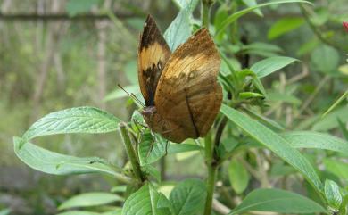 Kallima inachus formosana Fruhstorfer, 1913 枯葉蝶