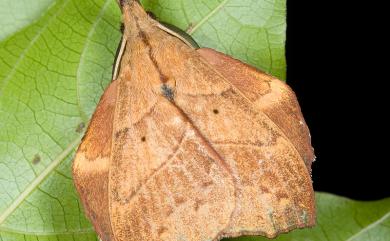 Radhica flavovittata taiwanensis (Matsumura, 1932) 黃斑枯葉蛾