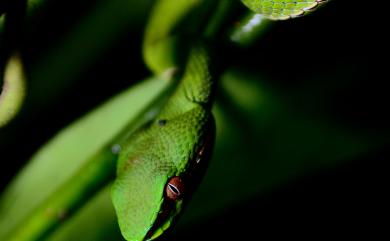 Trimeresurus stejnegeri Schmidt, 1925 赤尾青竹絲