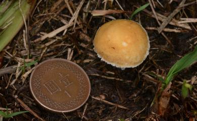 Stropharia 球蓋傘屬