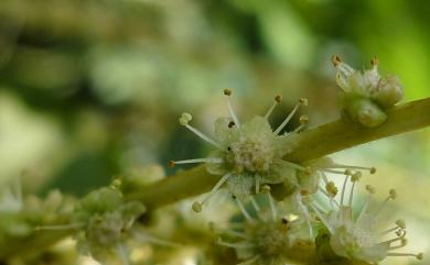 Castanopsis formosana (Skan) Hayata 臺灣苦櫧