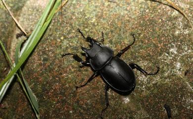 Neolucanus taiwanus Mizunuma, 1994 臺灣圓翅鍬形蟲