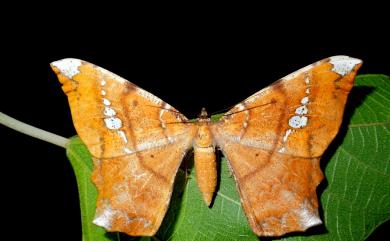 Amblychia angeronaria Guenée, 1857 白斑褐尺蛾