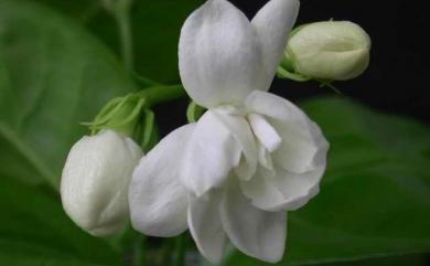 Jasminum sambac (L.) Aiton 茉莉