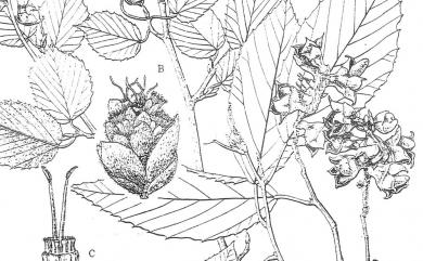 Corylopsis pauciflora Siebold & Zucc. 小葉瑞木