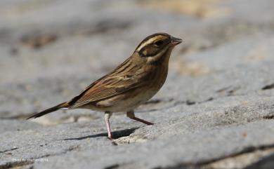 Emberiza tristrami Swinhoe, 1870 白眉鵐