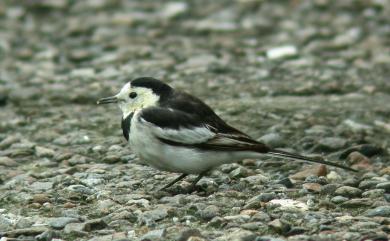 Motacilla alba leucopsis (Gould, 1838) 白鶺鴒(白面黑背亞種)