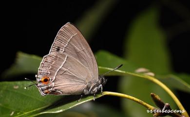 Chrysozephyrus disparatus pseudotaiwanus (Howarth, 1957) 小翠灰蝶