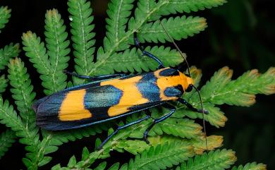 Chrysaeglia magnifica (Walker, 1862) 閃光苔蛾