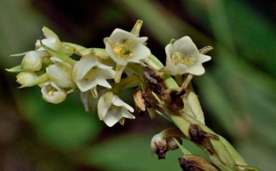 Peristylus goodyeroides (D.Don) Lindl. 南投闊蕊蘭