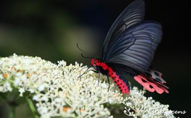 Atrophaneura horishana (Matsumura, 1910) 曙鳳蝶