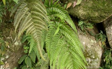 Dryopteris varia (L.) Kuntze 南海鱗毛蕨