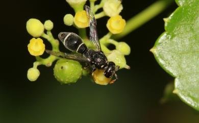 Subancistrocerus sichelii (Schulthess, 1934)