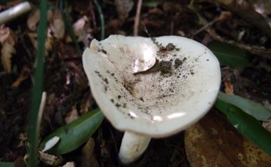 Lactarius piperatus 白乳菇