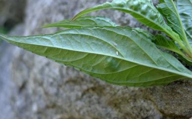 Cyclocodon lancifolius 臺灣土黨參