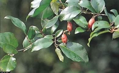 Elaeagnus triflora Roxb. 菲律賓胡頹子