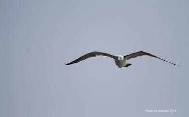 Larus crassirostris Vieillot, 1818 黑尾鷗