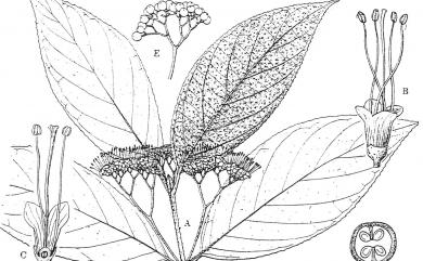 Callicarpa formosana var. formosana Rolfe 杜虹花