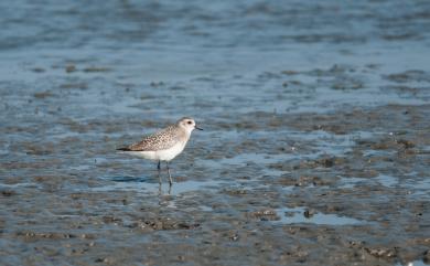 Pluvialis squatarola (Linnaeus, 1758) 灰斑鴴