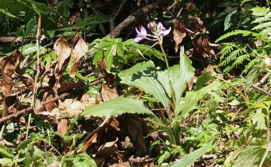 Calanthe sylvatica (Thouars) Lindl. 長距根節蘭