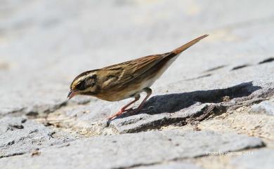 Emberiza tristrami Swinhoe, 1870 白眉鵐