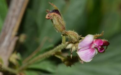 Flemingia lineata 線葉佛來明豆