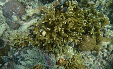 Porites nigrescens Dana, 1846 歧枝微孔珊瑚