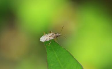 Nysius ericae ericae 小長椿象