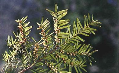 Taxus sumatrana (Miq.) de Laub. 南洋紅豆杉