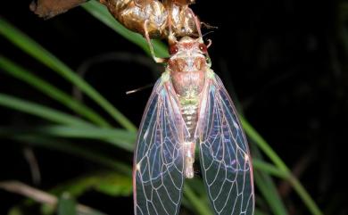 Euterpnosia alpina Chen, 2005 高山姬春蟬