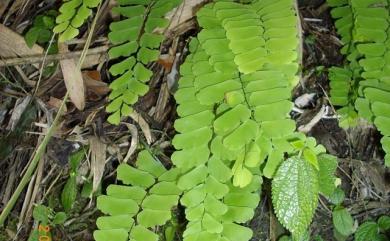 Adiantum philippense 半月形鐵線蕨