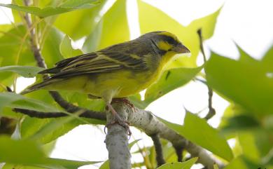 Serinus mozambicus (S. Muller, 1776) 黃額絲雀